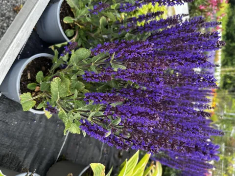 Salvia nemorosa 'Caradonna'